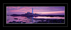Saint Marys purple dawn 2 Ref-PC284