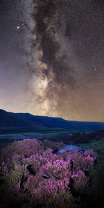 Heather and stars Ref-SC2495