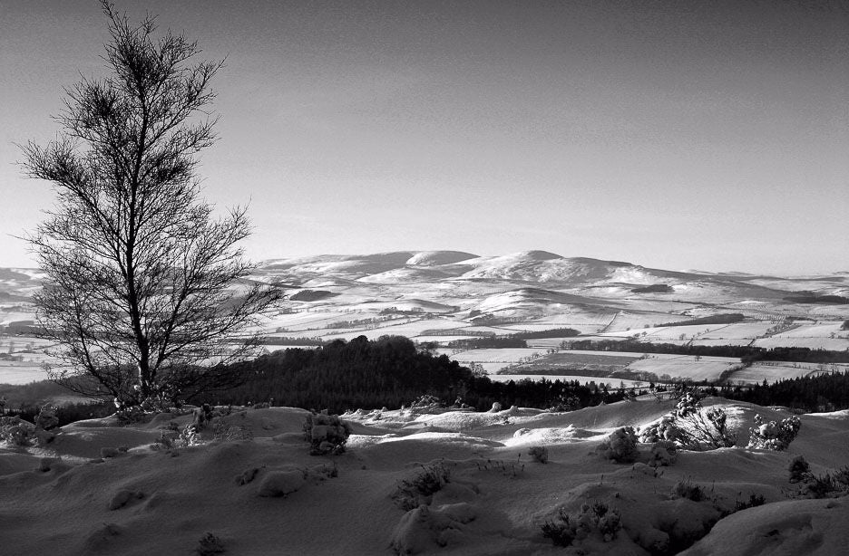 Cheviots Ref-SBWCHEV