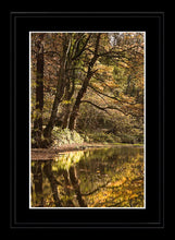 Plessey Woods autumn 3 Ref-SCPWA3