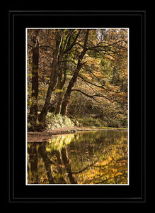 Plessey Woods autumn 3 Ref-SCPWA3