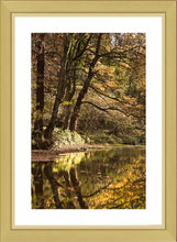Plessey Woods autumn 3 Ref-SCPWA3