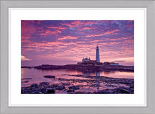 Saint Mary's purple dawn Ref-SC2084