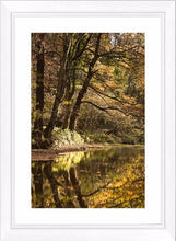 Plessey Woods autumn 3 Ref-SCPWA3