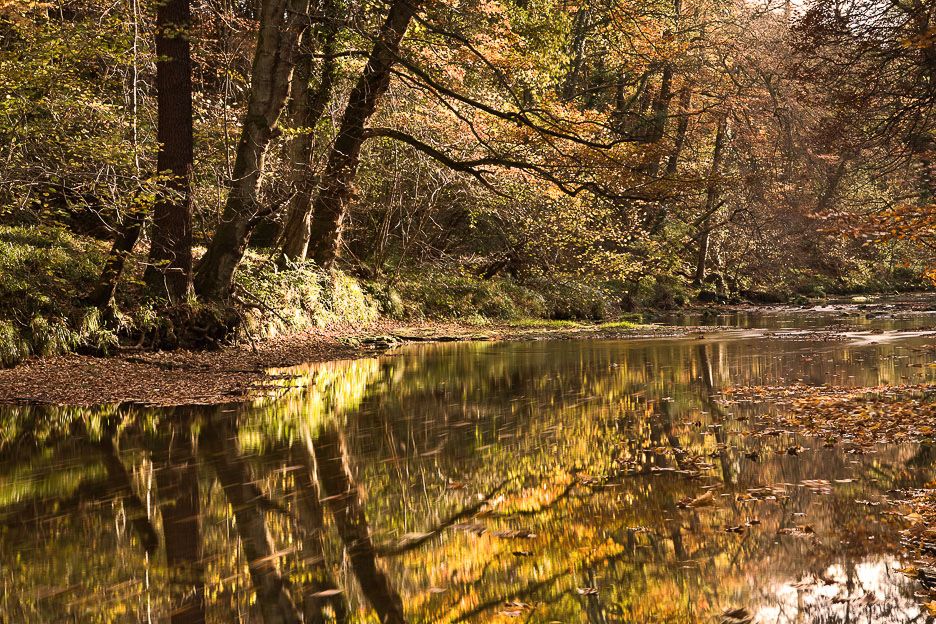 Plessey Woods autumn 4 Ref-SCPWA4