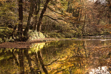 Plessey Woods autumn 4 Ref-SCPWA4