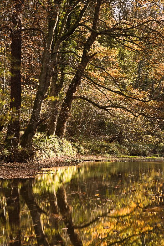 Plessey Woods autumn 3 Ref-SCPWA3