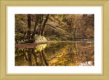 Plessey Woods autumn 4 Ref-SCPWA4
