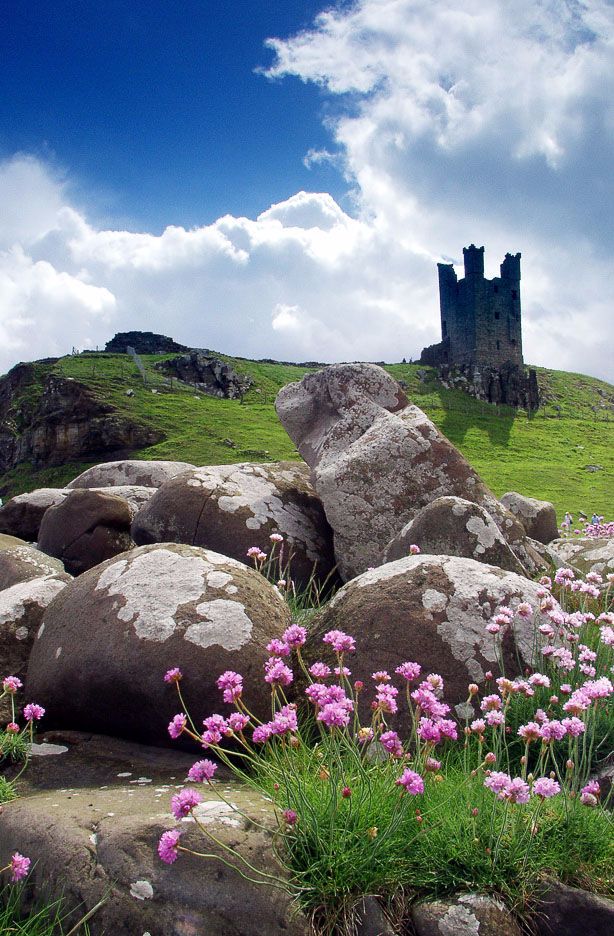 Flowers and rocks at Dunstanburgh Castle Ref-SCFRDC