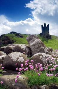 Flowers and rocks at Dunstanburgh Castle Ref-SCFRDC