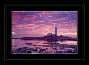 Saint Mary's purple dawn Ref-SC2084
