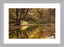 Plessey Woods autumn 4 Ref-SCPWA4