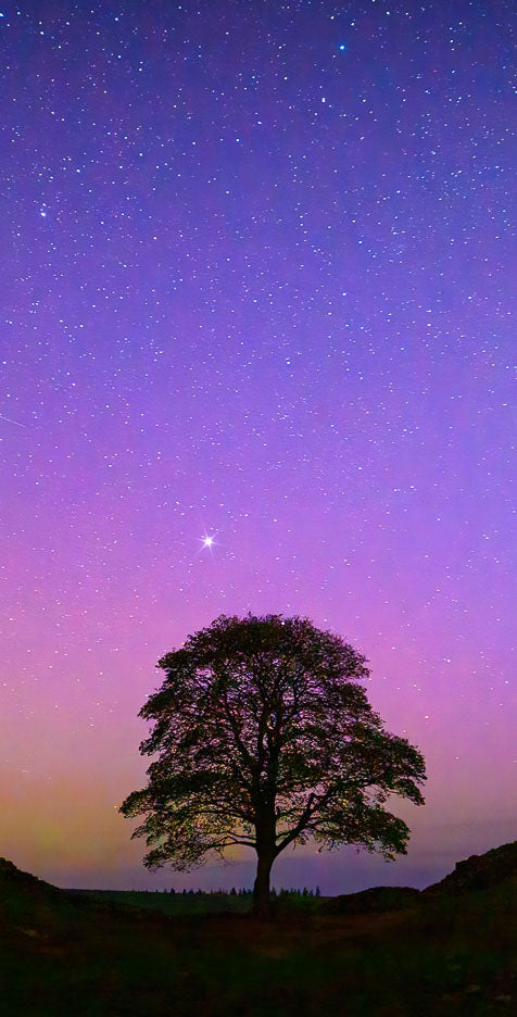 Sycamore Gap Aurora Ref-SC2468