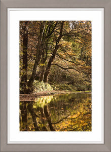 Plessey Woods autumn 3 Ref-SCPWA3