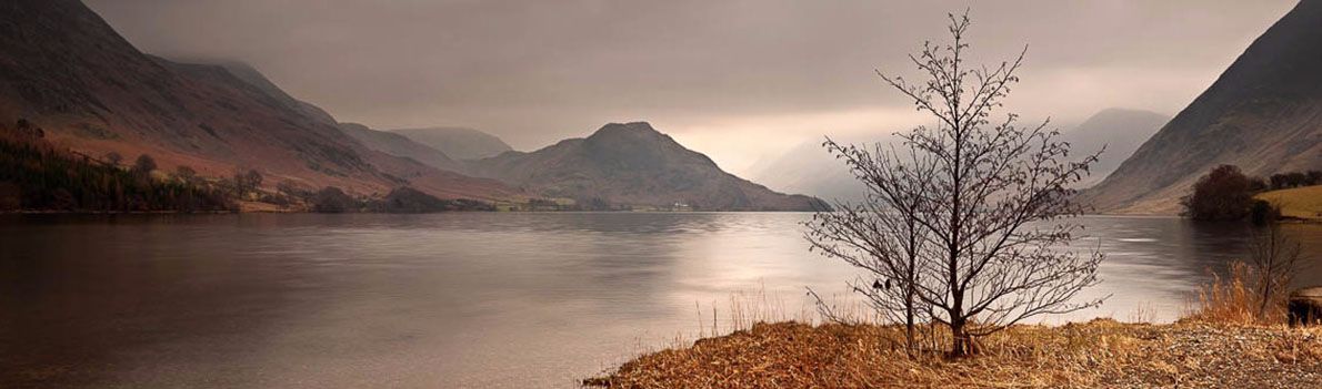 Crummock Water tree Ref-PC347