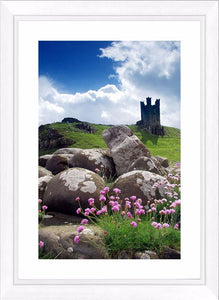 Flowers and rocks at Dunstanburgh Castle Ref-SCFRDC