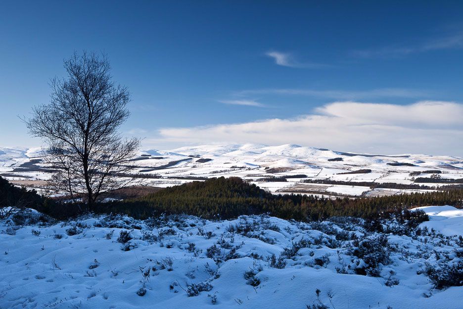 Winter Cheviots Ref-SC2118