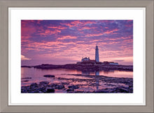 Saint Mary's purple dawn Ref-SC2084