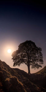 Sycamore Gap by moonlight Ref-SCSGBM