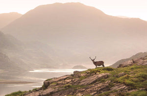 Knoydart morning Ref-SC2075